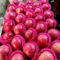 Pommes fraîches de haute qualité